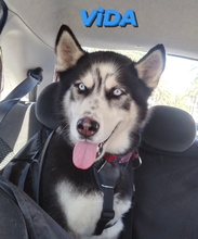 VIDA, Hund, Siberian Husky in Spanien - Bild 1