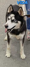 VIDA, Hund, Siberian Husky in Spanien - Bild 2