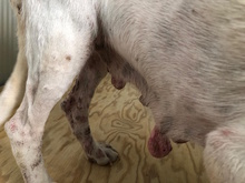 ORCHIDEA, Hund, Mischlingshund in Ense - Bild 31