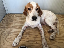 ORCHIDEA, Hund, Mischlingshund in Ense - Bild 32
