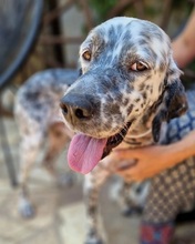 SOTIRIS, Hund, English Setter in Martensrade - Bild 1