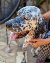 SOTIRIS, Hund, English Setter in Martensrade - Bild 2