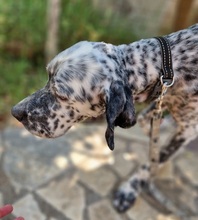 SOTIRIS, Hund, English Setter in Martensrade - Bild 4