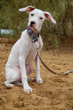 TIMIDO, Hund, Bretonischer Spaniel-Mix in Spanien - Bild 12