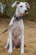 TIMIDO, Hund, Bretonischer Spaniel-Mix in Spanien - Bild 13