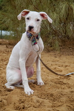 TIMIDO, Hund, Bretonischer Spaniel-Mix in Spanien - Bild 15