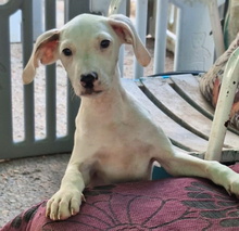 TIMIDO, Hund, Bretonischer Spaniel-Mix in Spanien - Bild 3