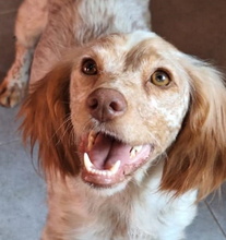 TIMIDO, Hund, Bretonischer Spaniel-Mix in Spanien - Bild 8