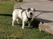 NALA, Hund, Mischlingshund in Spanien - Bild 3