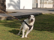 NALA, Hund, Mischlingshund in Spanien - Bild 4