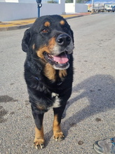 BALU, Hund, Rottweiler-Mix in Spanien - Bild 1