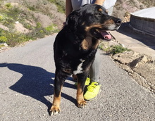 BALU, Hund, Rottweiler-Mix in Spanien - Bild 10