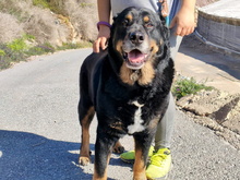 BALU, Hund, Rottweiler-Mix in Spanien - Bild 11