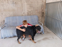 BALU, Hund, Rottweiler-Mix in Spanien - Bild 2