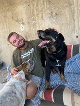 BALU, Hund, Rottweiler-Mix in Spanien - Bild 3