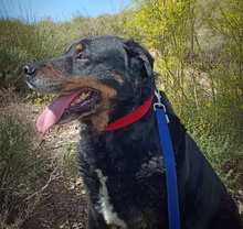 BALU, Hund, Rottweiler-Mix in Spanien - Bild 4