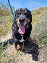 BALU, Hund, Rottweiler-Mix in Spanien - Bild 5