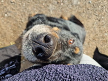 BALU, Hund, Rottweiler-Mix in Spanien - Bild 6