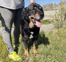 BALU, Hund, Rottweiler-Mix in Spanien - Bild 7