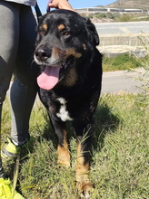 BALU, Hund, Rottweiler-Mix in Spanien - Bild 8