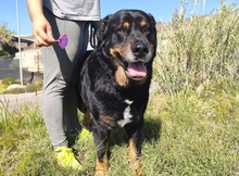 BALU, Hund, Rottweiler-Mix in Spanien - Bild 9