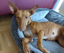 LAURA, Hund, Podenco Maneto in Braunschweig - Bild 2