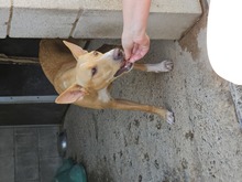 MAEVE, Hund, Mischlingshund in Spanien - Bild 1