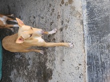 MAEVE, Hund, Mischlingshund in Spanien - Bild 2