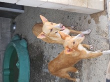 MAEVE, Hund, Mischlingshund in Spanien - Bild 3