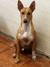 MAEVE, Hund, Mischlingshund in Spanien - Bild 7