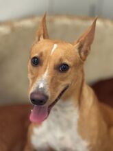 MAEVE, Hund, Mischlingshund in Spanien - Bild 8