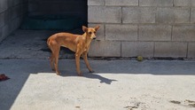 MAYA, Hund, Mischlingshund in Spanien - Bild 4