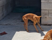 MAYA, Hund, Mischlingshund in Spanien - Bild 5