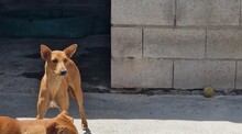 MAYA, Hund, Mischlingshund in Spanien - Bild 7