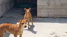 MAYA, Hund, Mischlingshund in Spanien - Bild 9