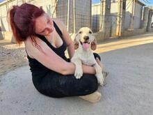 MARIKA, Hund, Segugio Italiano-Mix in Italien - Bild 10