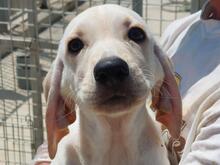 MARIKA, Hund, Segugio Italiano-Mix in Italien - Bild 2