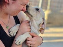 MARIKA, Hund, Segugio Italiano-Mix in Italien - Bild 8