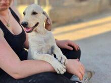 MARIKA, Hund, Segugio Italiano-Mix in Italien - Bild 9