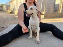 MARIKA, Hund, Segugio Italiano-Mix in Alzenau - Bild 31