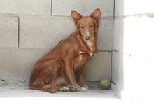 MILLIE, Hund, Mischlingshund in Spanien - Bild 1