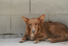 MILLIE, Hund, Mischlingshund in Spanien - Bild 2