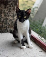 DOMINO, Katze, Hauskatze in Ungarn - Bild 2