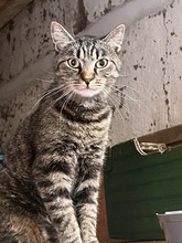 MAO, Katze, Hauskatze in Ungarn - Bild 4