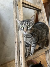 MIRELLA, Katze, Hauskatze in Ungarn - Bild 2