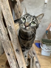 MIRELLA, Katze, Hauskatze in Ungarn - Bild 3