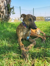 JUNO, Hund, Galgo Español-Mix in Spanien - Bild 2