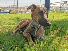 JUNO, Hund, Galgo Español-Mix in Spanien - Bild 3