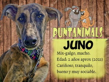 JUNO, Hund, Galgo Español-Mix in Spanien - Bild 4