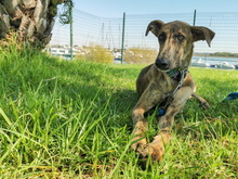 JUNO, Hund, Galgo Español-Mix in Spanien - Bild 5